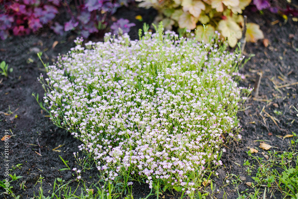Obraz premium Pink Gypsophila Bush Growing In Garden Soil