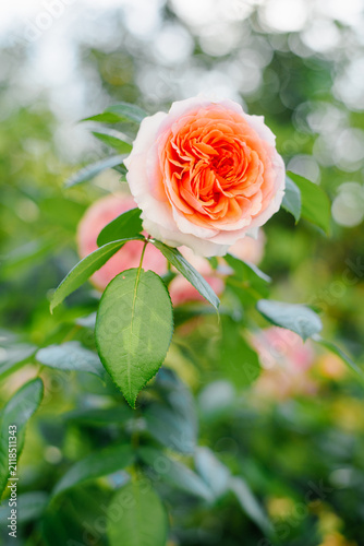 Quadro su tela Beautiful Peach Chippendale Rose Bloom in Garden Sunlight
