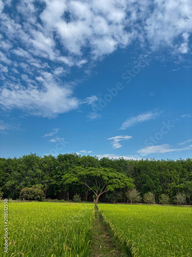 green field and blue sky