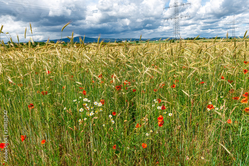 Feldrand mit aufgrund mangelnder Feldrandhygiene in das Feld einwandernde Pflanzen und Unkräuter
