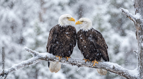 American Bald Eagle Perched on a Snow-Covered Log in Winter Wilderness with Majestic Wildlife Portrait