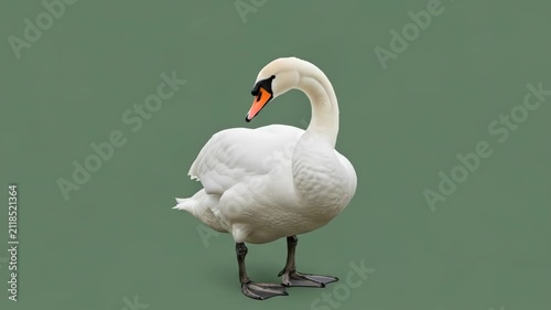 A graceful white swan standing isolated against a solid muted green background