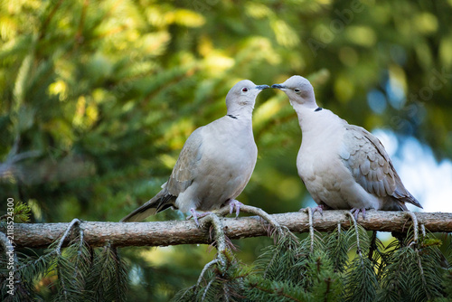 Fotografía Two Eurasian collared doves courting and interacting on a branch in a tree