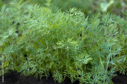Organic Dill Herbs Growing Outdoors