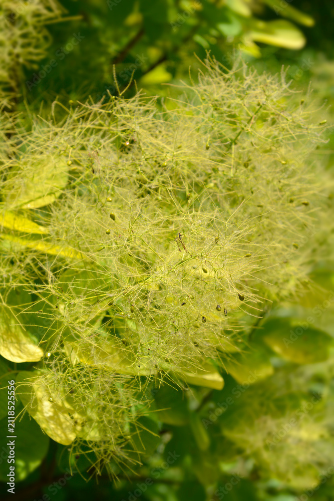 Obraz premium A selective focus shot captures the airy and feathery light green flower plumes of a smoke bush growing in a bright summer garden - latin name - Cotinus coggygria