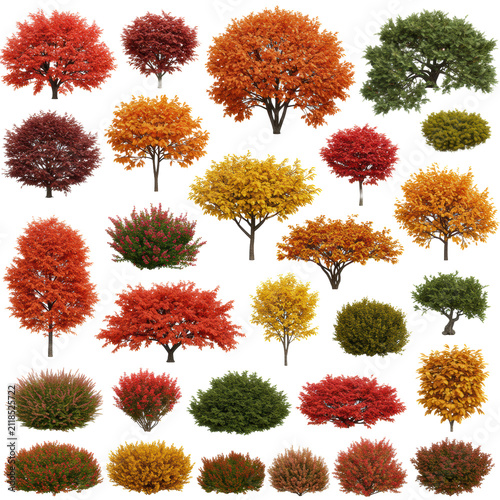 Organized collection of detailed ornamental trees and sprawling shrubs featuring crimson, orange, and golden autumn foliage, isolated on a brilliant white background, concept for botanical catalog
