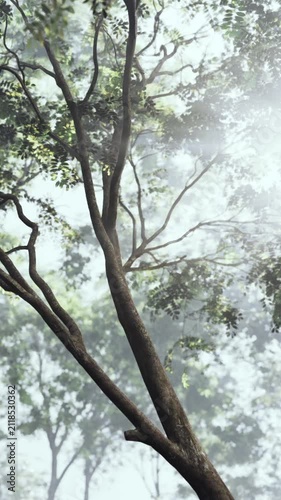 A dense forest with tall trees and branches can be seen shrouded in mist. The sunlight filters through the leaves, creating a natural atmosphere of morning.