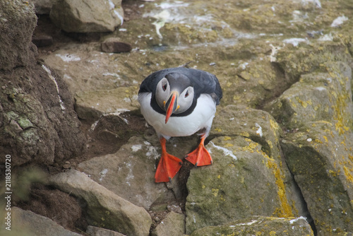 Foto Atlantic Puffin Standing on Rocky Cliffside in Iceland Coastal Habitat