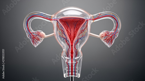 Uterus and Anatomy concept , transparent anatomy model of uterus with blood vessels and fallopian tube