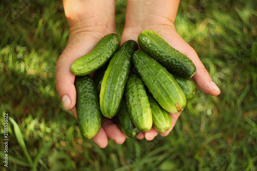 Fresh organic cucumbers growing in a home vegetable garden