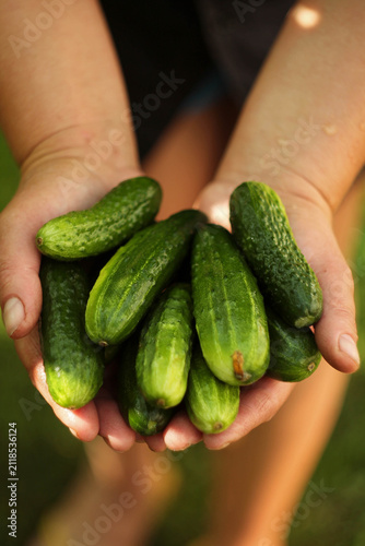 Fresh organic cucumbers growing in a home vegetable garden