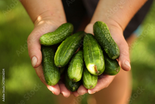 Fresh organic cucumbers growing in a home vegetable garden