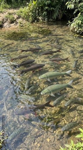 School of freshwater fish swimming in clear shallow river with rocky bottom
