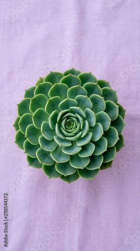 Fotografie Green succulent plant rosette with layered fleshy leaves, isolated on transparen