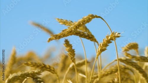 Video of a field of golden wheat