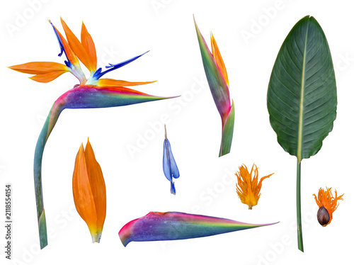 Foto Vibrant Bird of Paradise flower and its various botanical elements, isolated on transparent background