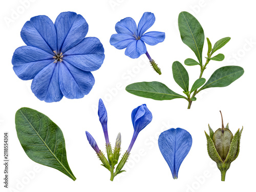 Fotografie Comprehensive collection of blue plumbago flower elements, including petals, buds, leaves, and seed pod