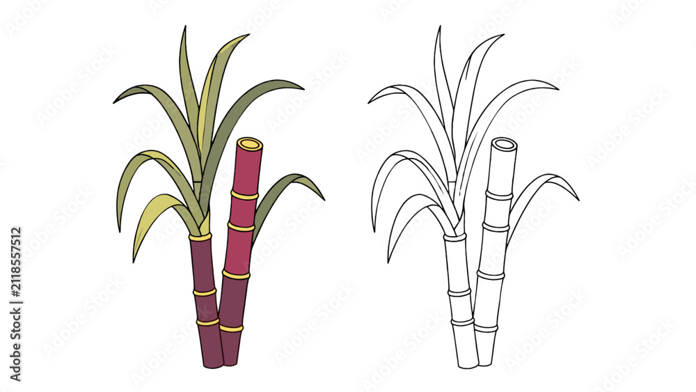 Obraz premium Colored and outline sugarcane plant vector illustration