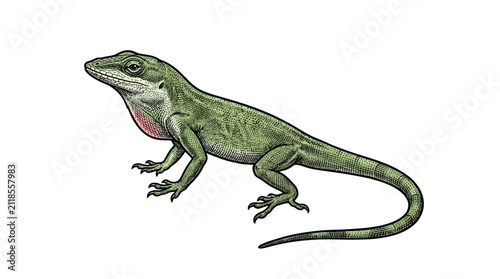 Green lizard or anole hand-drawn illustration.