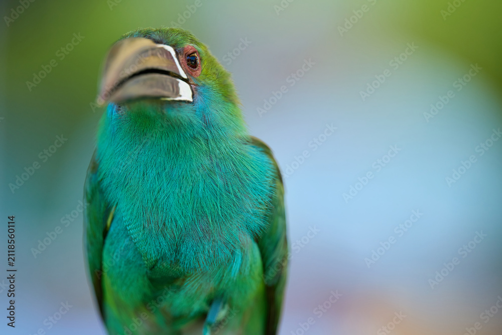 Fototapeta premium Close up Portrait of a Captive Pale Billed Aracari Outdoors