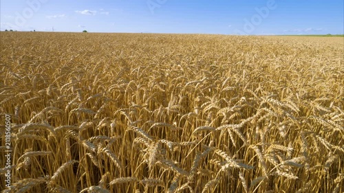 Video of a field of golden wheat