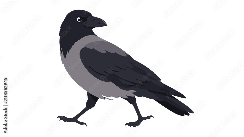 Obraz premium Gray and black crow side view isolated on white background