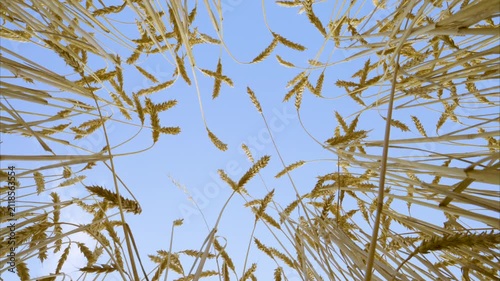 Video of a field of golden wheat