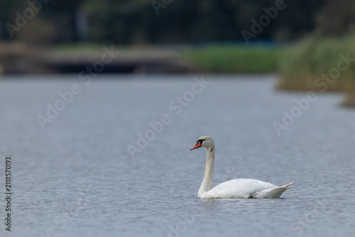 Obraz na płótnie Mute swan gracefully floating on calm lake water