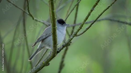 Eurasian blackcap (Sylvia atricapilla) singing, bird song