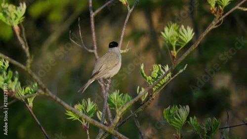 Eurasian blackcap (Sylvia atricapilla) singing, bird song