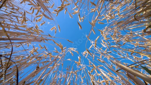 Video of a field of golden wheat