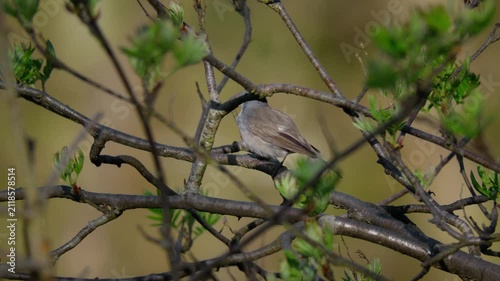 Eurasian blackcap (Sylvia atricapilla) singing, bird song