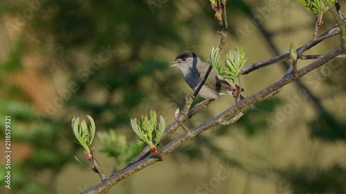 Eurasian blackcap (Sylvia atricapilla) singing, bird song