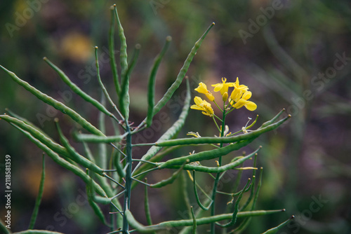 Konstfotografi Close-up of a rapeseed plant (Brassica napus) with green seed pods and remaining yellow flowers