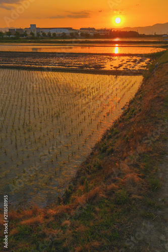 Japanese Rice Fields and Farm Road Reflecting the Setting Sun