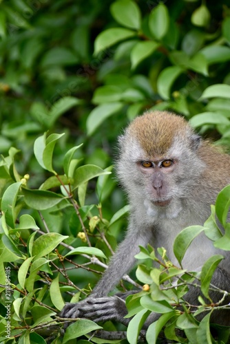 Long-tailed macaque perched in green canopy foliage