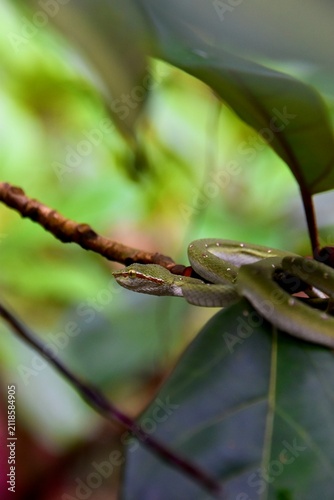 Wagler´s pit viper coiled on a branch in the tropical rainforest of Singapore
