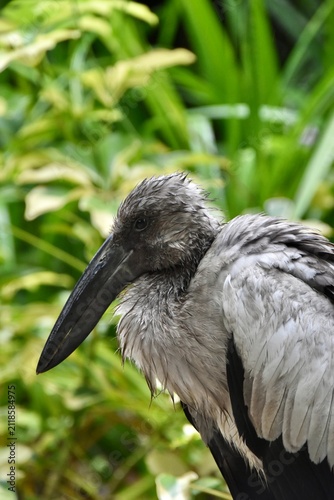 Asian openbill stork portrait in lush foliage