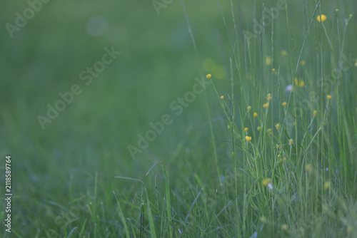 Eco background, summer meadow, delicate green soft color, real natural photo