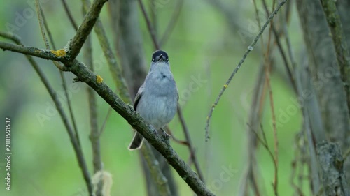 Eurasian blackcap (Sylvia atricapilla) singing, bird song