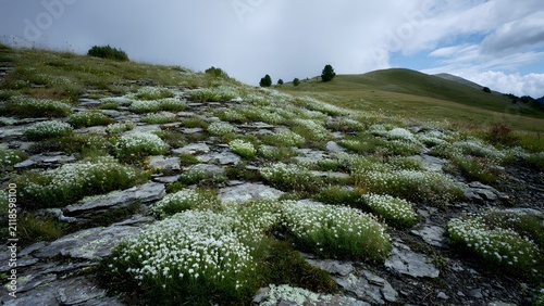 Towering cold mountain terrain featuring rocky layers and hardy plants adapted to harsh environments,