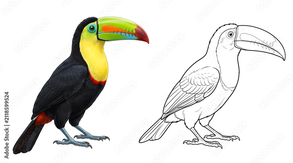 Obraz premium Toucan Duo: A vibrant toucan stands beside its detailed line-art counterpart, showcasing the beauty of this exotic bird from a tropical rainforest.