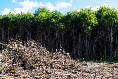 фотографія Large pile of discarded brushwood and dry branches lying on a cleared patch of l