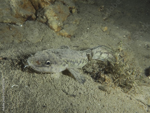 A fish, burbot, burbot (Lota lota), rudd, lies on the sandy bottom next to rocks and algae. Dive site Kleiner Parkplatz, Herrliberg, Lake Zurich, Canton Zurich, Switzerland