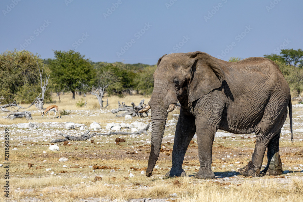 Obraz premium African wildlife gathering at a waterhole in Etosha National Park, Namibia. Elephants, zebras, giraffes and antelopes in their natural habitat under the African sky.