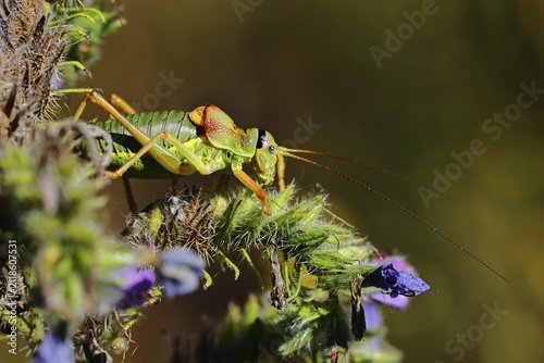 Steppe saddle grasshopper, steppe saddle grasshopper (Ephippiger ephippiger), male, on Viper's bugloss (Echium vulgare), with bokeh in the background, leafhoppers, long-fingered grasshoppers, Red List of Germany, specially protected species, critically endangered, Cochem, Moselle, Rhineland-Palatinate, Germany