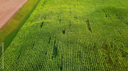 Aerial view of a large cornfield
