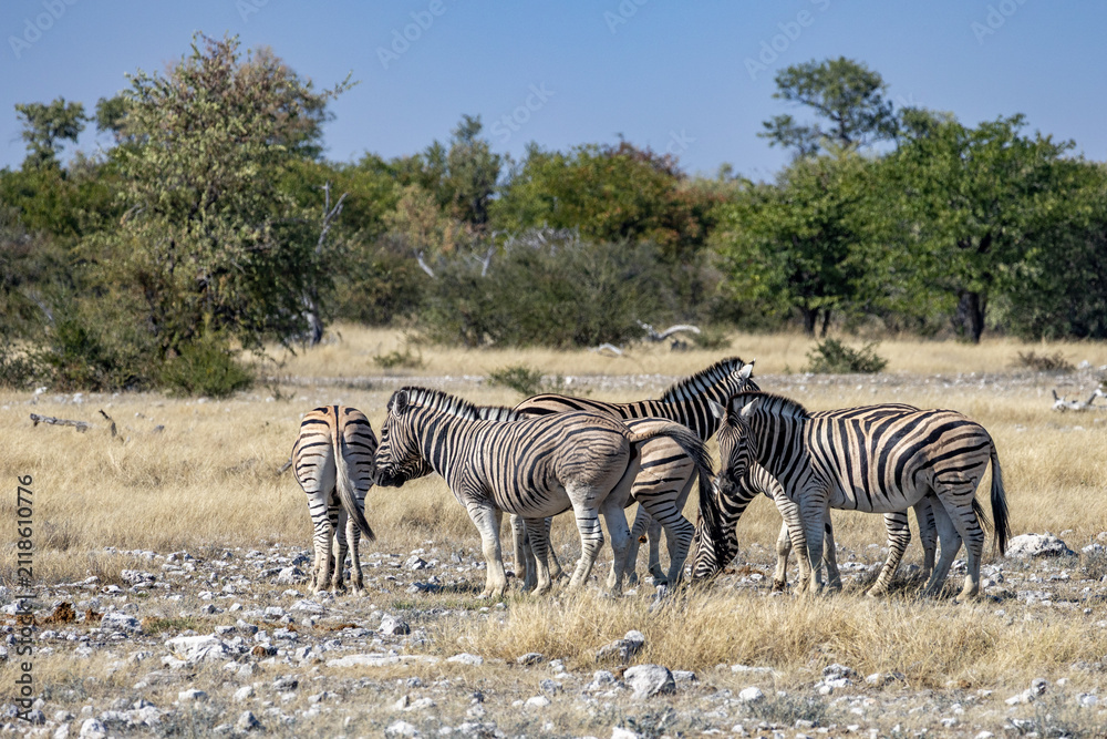 Obraz premium African wildlife gathering at a waterhole in Etosha National Park, Namibia. Elephants, zebras, giraffes and antelopes in their natural habitat under the African sky.