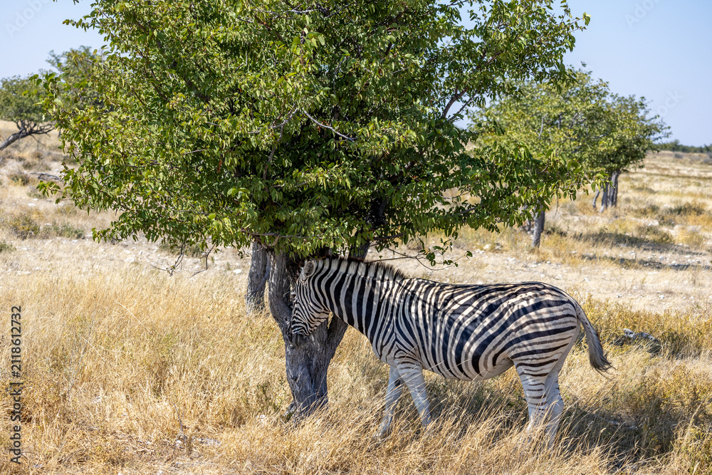 Obraz premium African wildlife gathering at a waterhole in Etosha National Park, Namibia. Elephants, zebras, giraffes and antelopes in their natural habitat under the African sky.