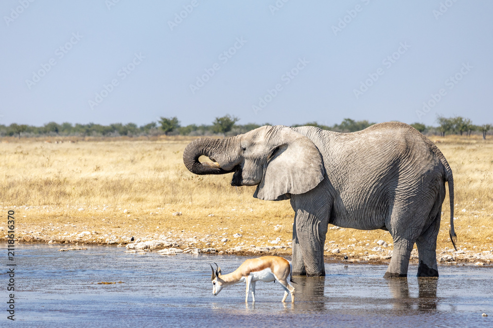 Obraz premium African wildlife gathering at a waterhole in Etosha National Park, Namibia. Elephants, zebras, giraffes and antelopes in their natural habitat under the African sky.
